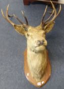 A Taxidermy stag's head and neck mount with ten point antlers on wooden shield