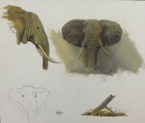 Jonathan Truss Wildlife artist, an original painting, elephant study, unfinished