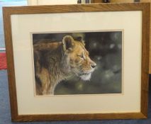 Lyndsey Selley, signed limited edition print, 'Lioness' No 93/500, with certificate, 30cm x 40cm.