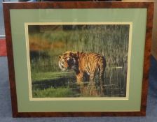 Andy Rouse 'Wildlife Photographer', signed limited edition photo no 16/95, 38cm x 48cm.