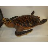 A taxidermy Hawksbill turtle, length 53cm