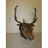 Taxidermy stags head on shield shaped wooden mount, 50cm spread