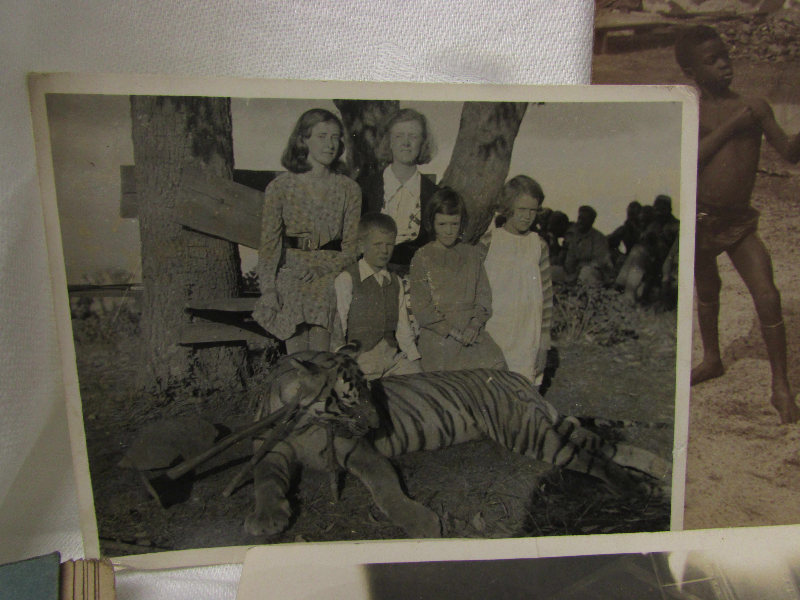 Black and white photograph of a hunted tiger with onlookers, annotated in pencil 'Taken on the " - Image 2 of 4