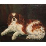 N Hutton Squires - oil on canvas study of recumbent King Charles spaniel, signed lower right and