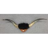 Large set of mounted cattle horns