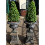 Pair of good Victorian reproduction cast iron garden urns on stands, both planted ,