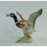 Beswick Mallard Duck rising