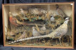 Taxidermy case of 10 birds, Golden Pheasants, Partridges etc by D.