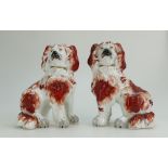 Pair of 19th Century Staffordshire brown & white dogs,