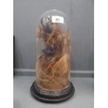 Victorian taxidermy of 2 lovebirds under glass dome