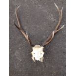 A skeletal stags head, the antlers with eight points.