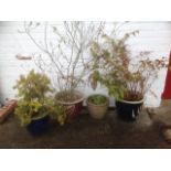 Four stoneware garden pots planted with various shrubs. (4)