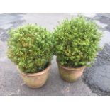 A pair of dwarf boxwood trees, in moulded terracotta pots. (2)