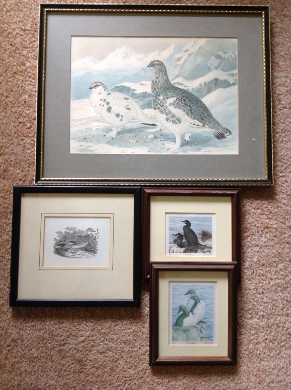 Six framed bird prints - great auk, gannet, Bewick, ptarmigan, etc. (6) - Image 2 of 3