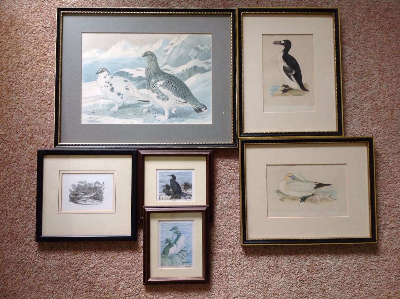 Six framed bird prints - great auk, gannet, Bewick, ptarmigan, etc. (6)