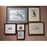 Six framed bird prints - great auk, gannet, Bewick, ptarmigan, etc. (6)