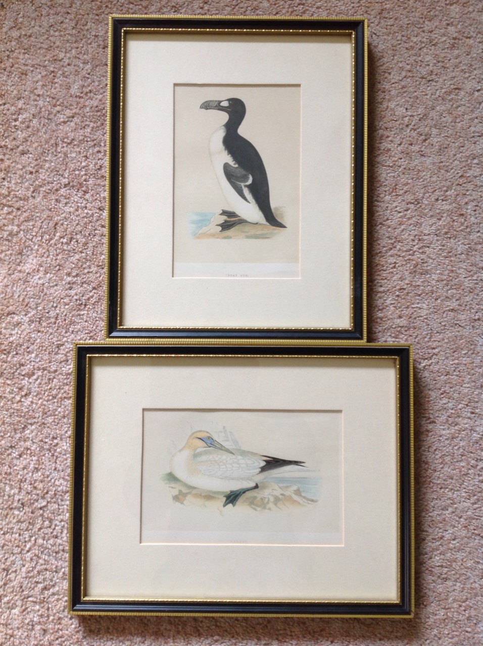 Six framed bird prints - great auk, gannet, Bewick, ptarmigan, etc. (6) - Image 3 of 3