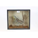 Glazed case containing a Western Meadow Lark standing on naturalistic ground,