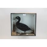 Glazed case containing a Black Scoter Duck, bearing Maldon Museum label,