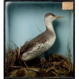 Glazed case containing a Red Throated Diver in naturalistic setting, bearing Maldon Museum label,