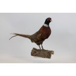 Mounted Cock Pheasant on piece of bark,