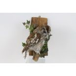 Wall mounted Tawny Owl on wooden perch,