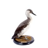 Mounted Red-Throated Diver on circular base, bearing two Peter Farrington Collection labels,