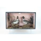 Glazed case containing a pair of Female Goldeneye Ducks, both standing on rocks,