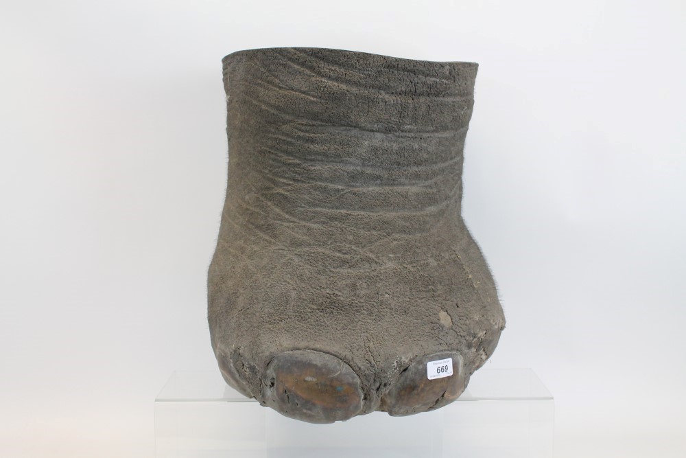 Edwardian Elephant's foot, 48cm high,
