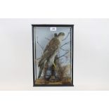 Glazed case containing a Sparrow Hawk resting on perch in naturalistic setting,