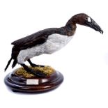 Mounted reconstructed Great Auk, using the body of a Cormorant and the feet of a Penguin,