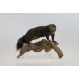 Mounted Black Squirrel on branch,