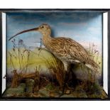 Glazed case containing a Curlew in naturalistic setting, 46.5cm x 54.