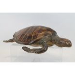 Early 20th century full mounted Green Turtle,