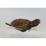 Early 20th century full mounted Hawksbill Turtle,