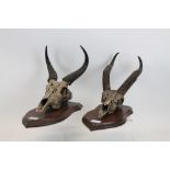 Two Edwardian Gazelle skulls and horns mounted on shaped oak shields, bearing labels for S. H.