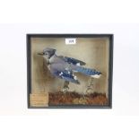 Glazed case containing an American Jay standing on a branch,