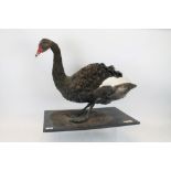 Mounted Black Swan on black plinth, bearing Peter Farrington Collection label,