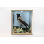 Glazed case containing a Pied Crow standing on rocky ground,