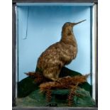 Glazed case containing a Kiwi standing on a piece of bark, 50.