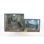 Glazed case containing a Moorhen, bearing Maldon Museum label and one other label verso, 27.