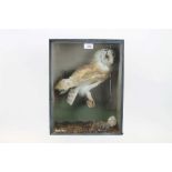 Glazed case containing a Barn Owl resting on a perch,