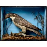 Glazed case containing a Falcon killing a Peregrine, in naturalistic setting, 38.5cm x 51.