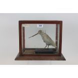 Glazed case containing an Albino Snipe standing on a plinth, 25cm x 27.