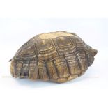 Early 20th century Giant Tortoise Carapace,