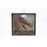 Glazed case containing a Red Cardinal perched on a branch, 20.5cm x 21.