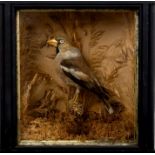 Glazed case containing a Hawfinch on perch in naturalistic setting, 25.5cm x 25.