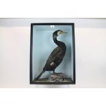 Glazed case containing a Cormorant standing on a rock, 59.5cm x 43.