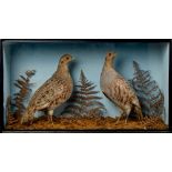 Glazed case containing a pair of Grey Partridges in naturalistic setting, 29cm x 52.