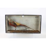 Glazed case containing a Golden Pheasant standing on naturalistic ground, 38.